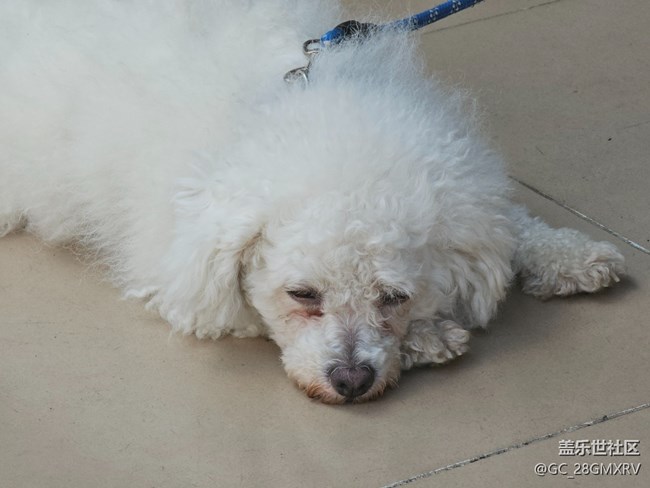 【我与盖乐世社区】快乐老家