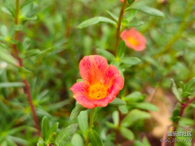 【捕捉生活中的对比色】多彩花开