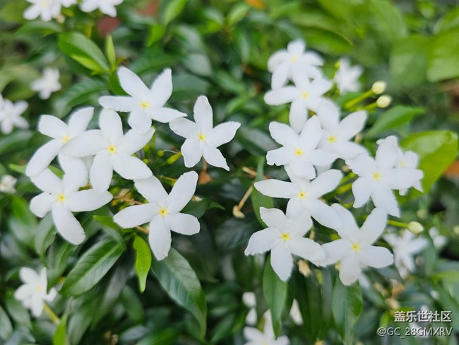 【捕捉生活中的对比色】多彩花开
