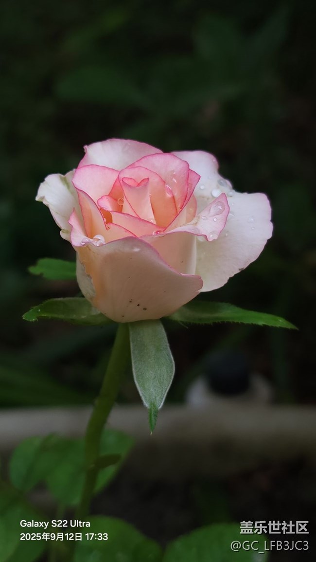 玫瑰花与红柿子