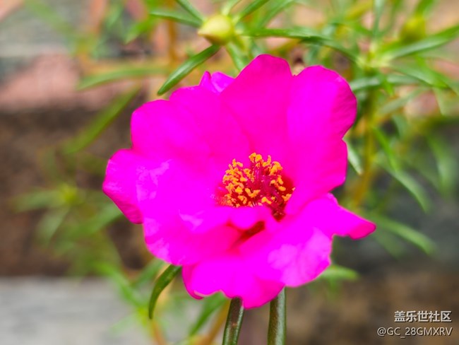 【捕捉生活中的对比色】多彩花开