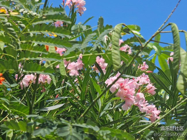 【我与盖乐世社区】快乐老家