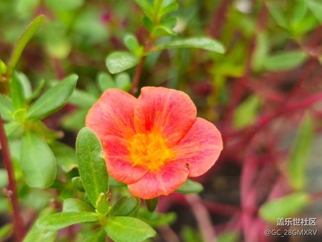 【捕捉生活中的对比色】多彩花开