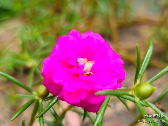 【捕捉生活中的对比色】多彩花开