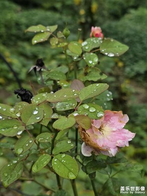 【小团圆】+雨后小景