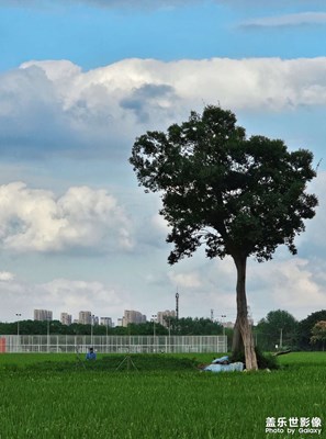 秋季的郊野公园
