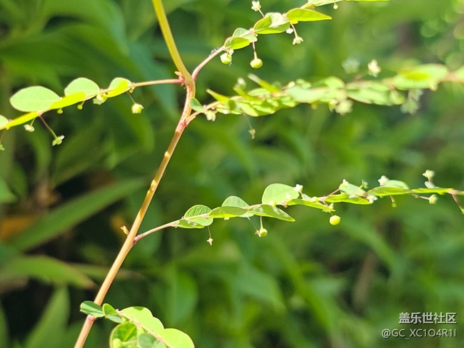 【欢迎来我的家乡】家乡景色