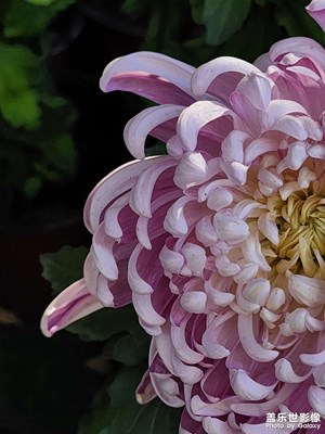 【小团圆】节日的菊花