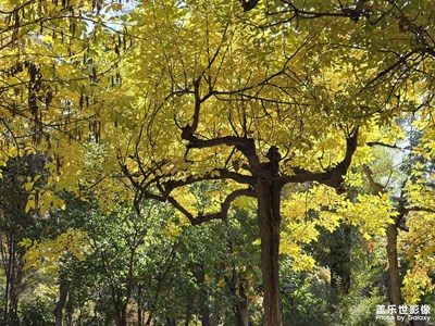 【秋日丽影】+公园20分钟放松效应