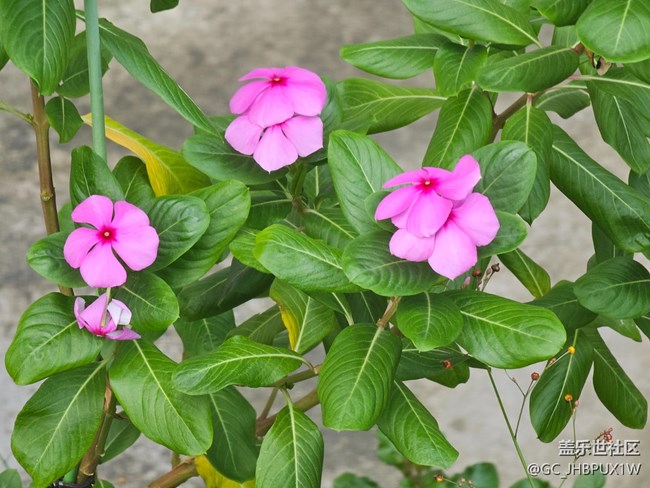 【我与盖乐世社区】丰富生活