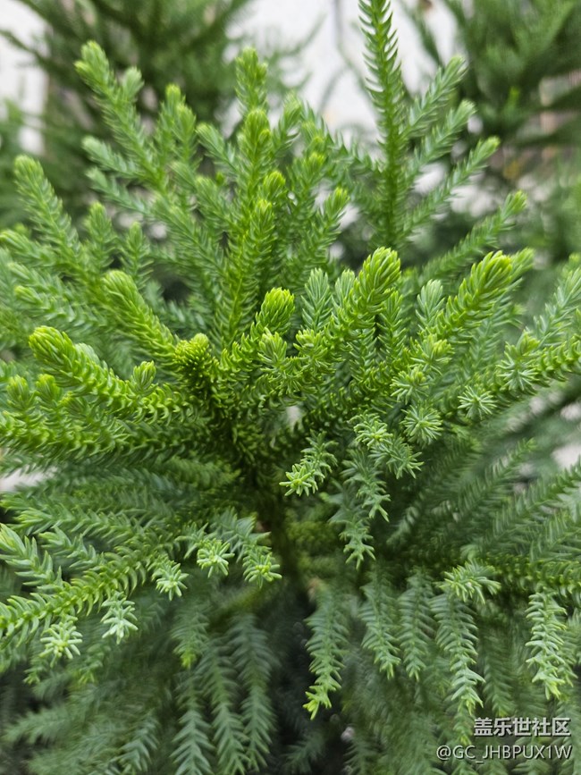 【我与盖乐世社区】丰富生活