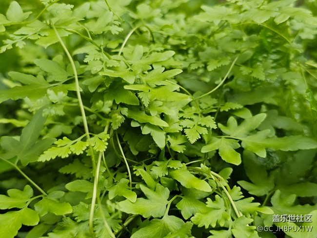 【我与盖乐世社区】丰富生活