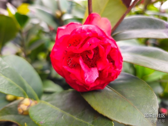 【我与盖乐世社区】花朵开放