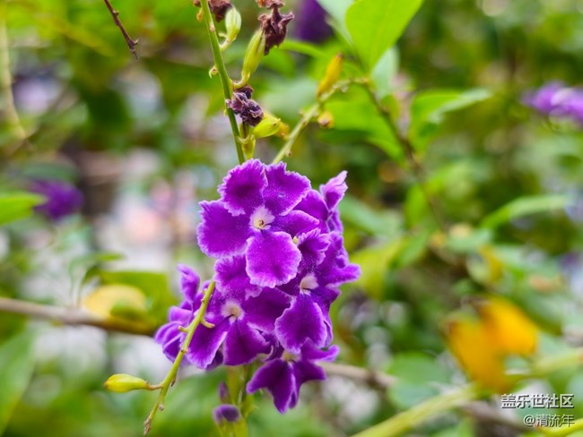 【我与盖乐世社区】花朵开放