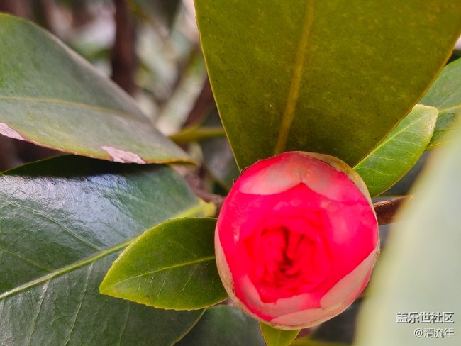 【我与盖乐世社区】花朵开放