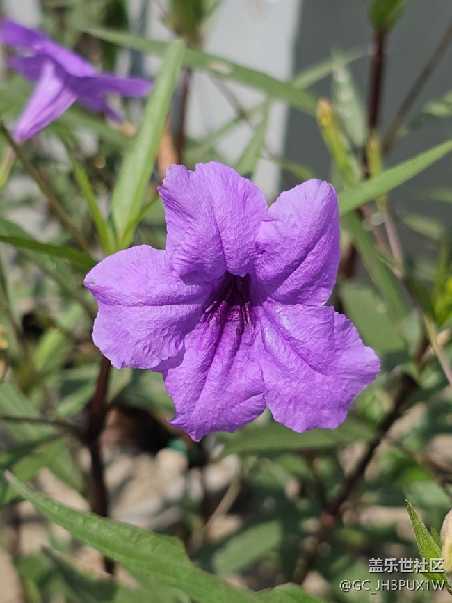 【我与盖乐世社区】丰富生活