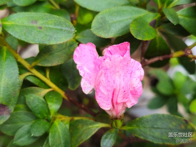 【我与盖乐世社区】花朵开放