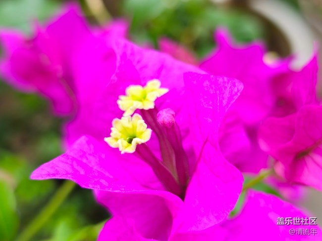 【我与盖乐世社区】花朵开放
