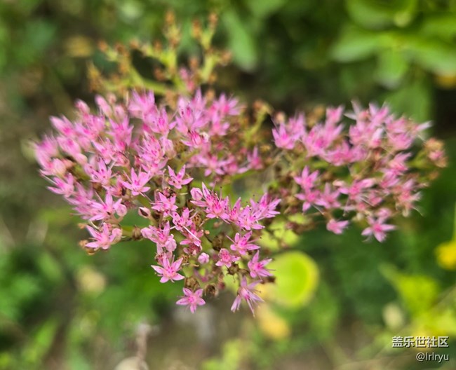 【秋天的明信片】采撷秋色