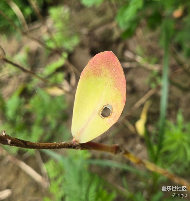 【秋天的明信片】采撷秋色