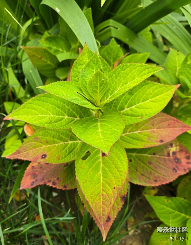 【秋天的明信片】采撷秋色