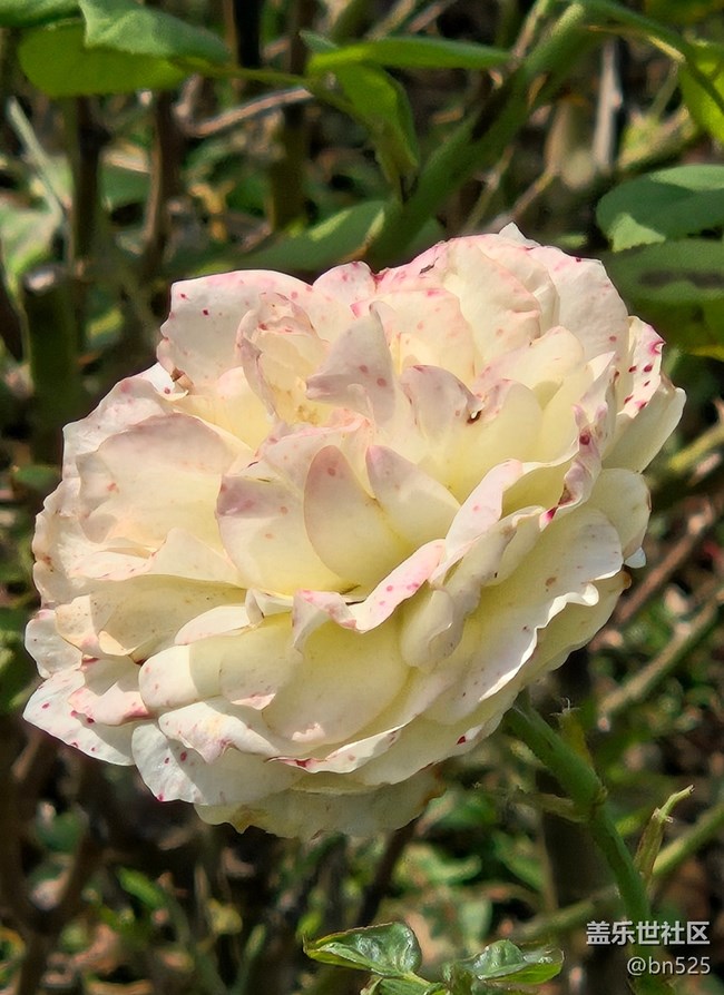 【秋意调色盘】秋天的花