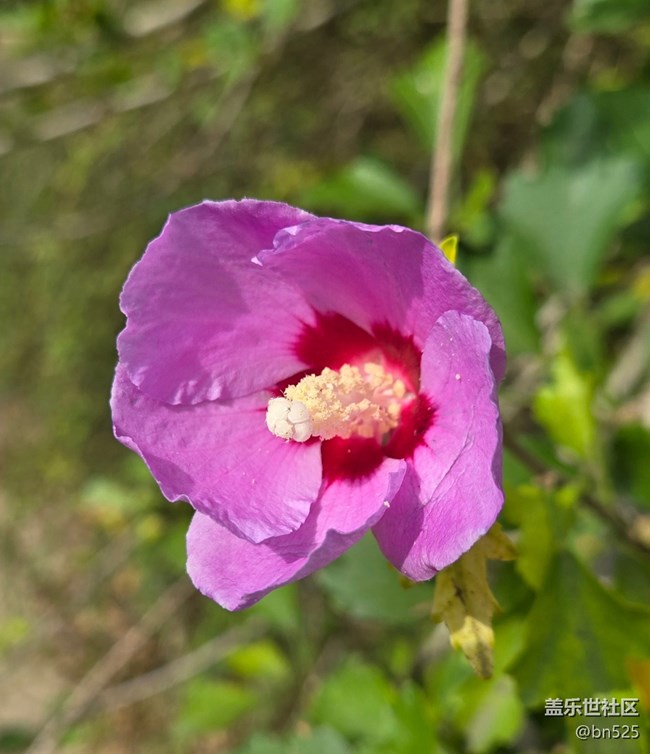 【秋意调色盘】秋天的花