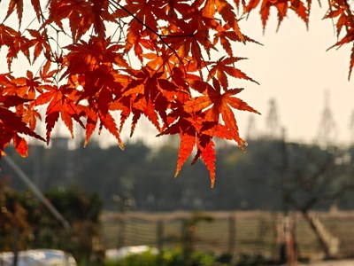 【秋日丽影】秋日光影