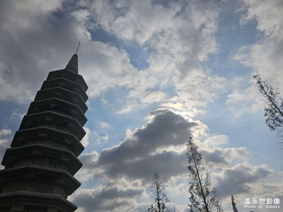 【秋日丽影】九层塔