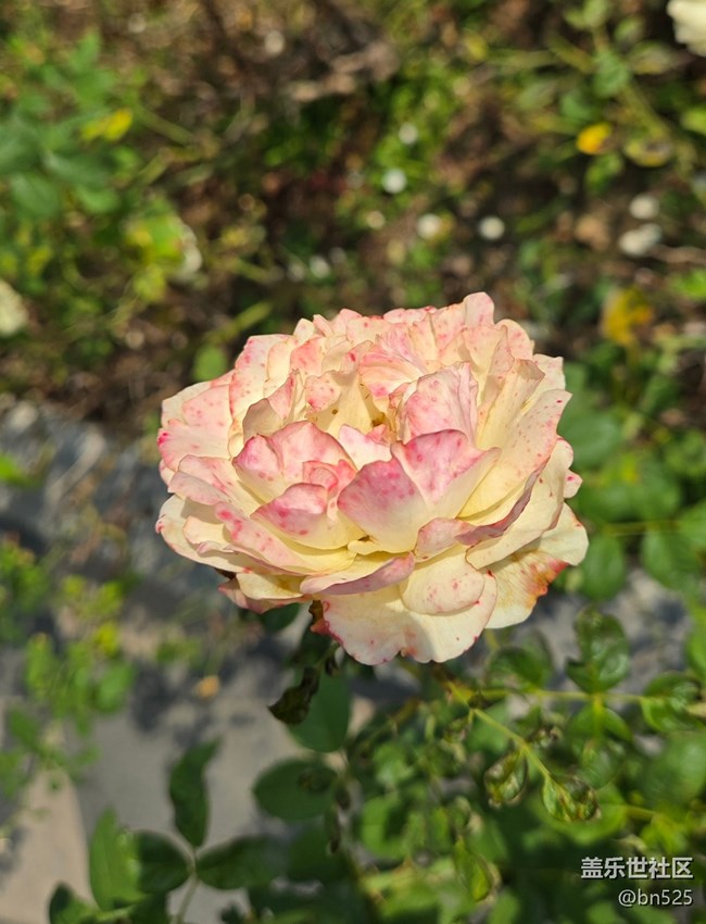 【秋意调色盘】秋天的花