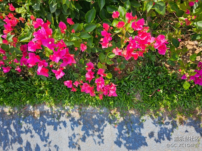 【秋意调色盘】花开秋日
