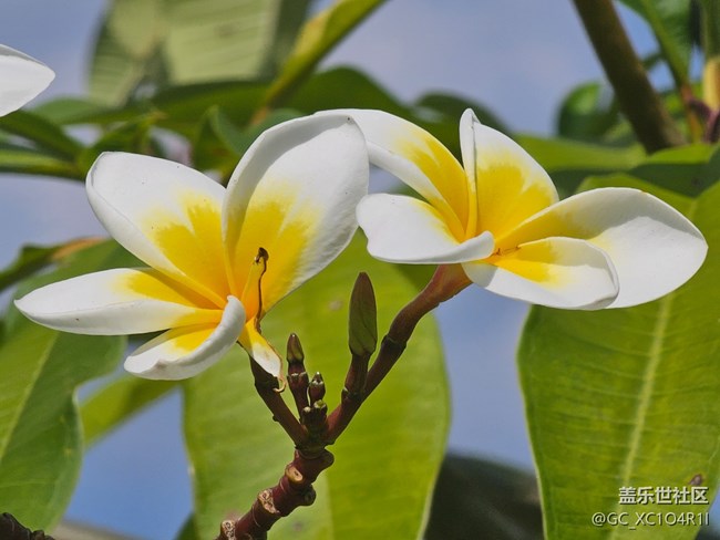 【秋意调色盘】花开秋日