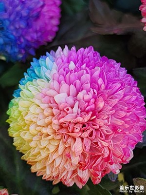 【秋日丽影】七彩菊花