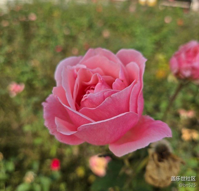 【秋意调色盘】秋天的花