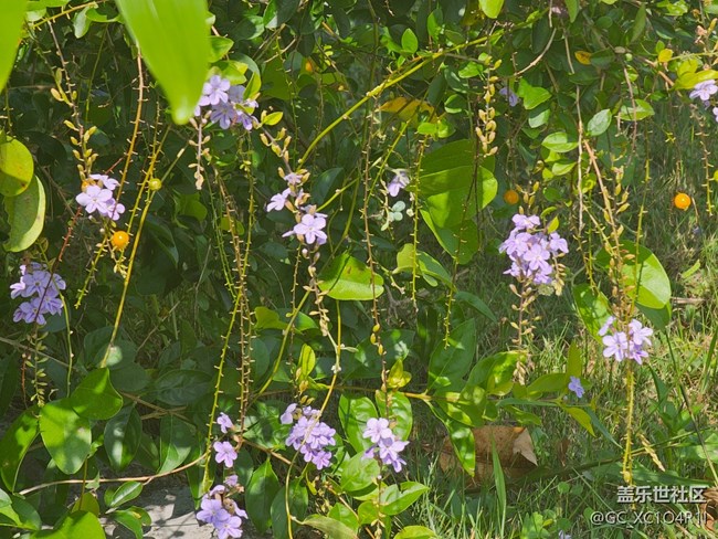 【秋意调色盘】花开秋日