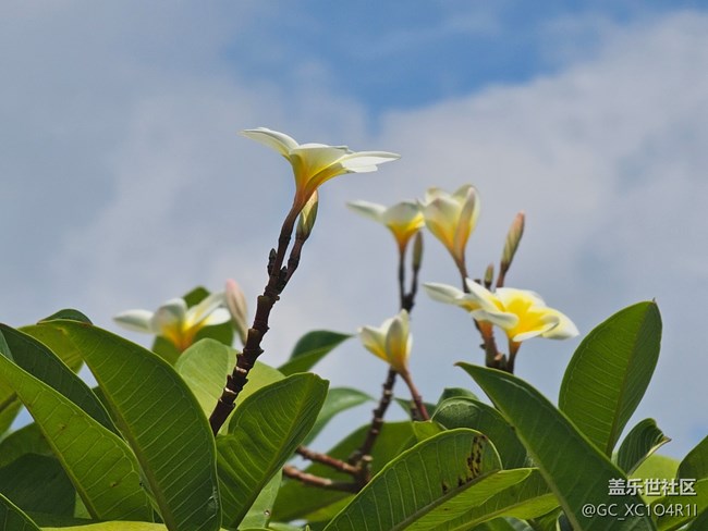 【秋意调色盘】花开秋日
