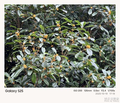 《节日盛景》—镜框下的节假日