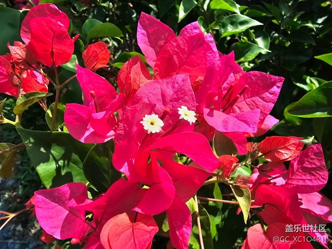【秋意调色盘】花开秋日