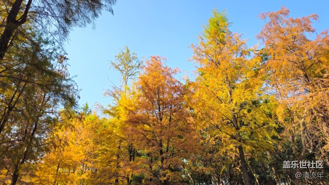 【秋意调色盘】秋意