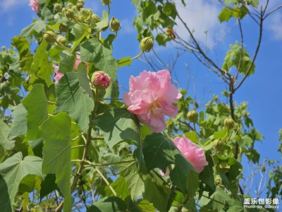 【秋日丽影】公园秋意