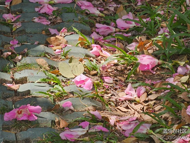 【秋意调色盘】色彩斑斓