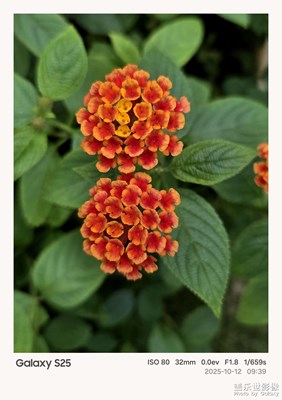 【秋日丽影】+秋日花朵