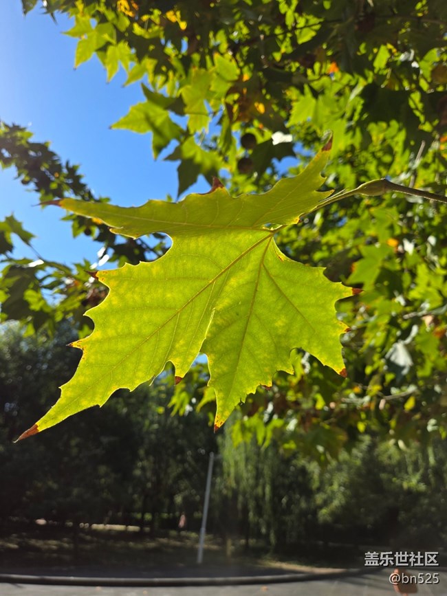 【秋影拾光】秋日阳光