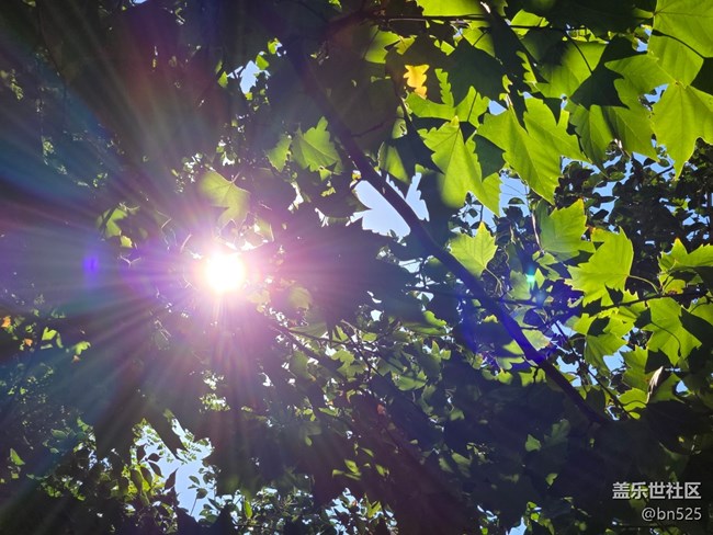 【秋影拾光】秋日阳光