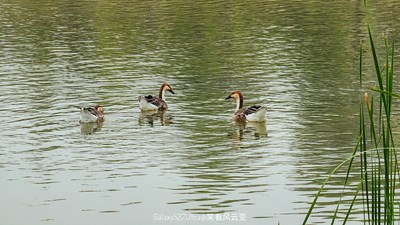 GalaxyS22Ultra 寒塘雁影