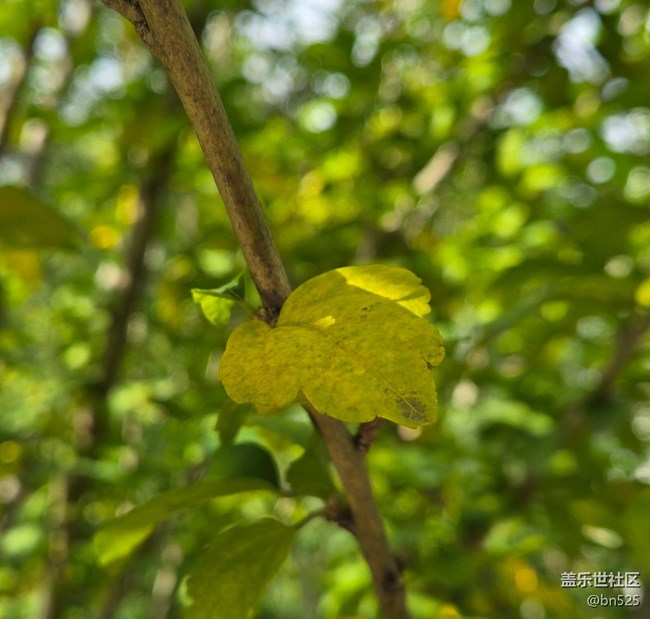 【秋影拾光】秋日阳光