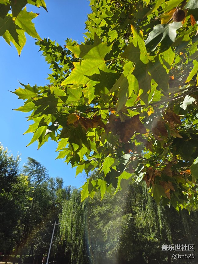 【秋影拾光】秋日阳光