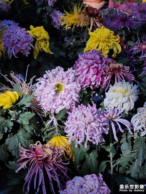 【秋日丽影】五彩斑斓的秋日