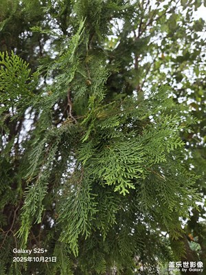 【秋日丽影】秋日