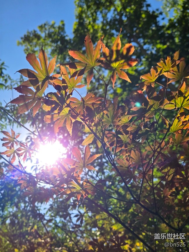 【秋影拾光】秋日阳光